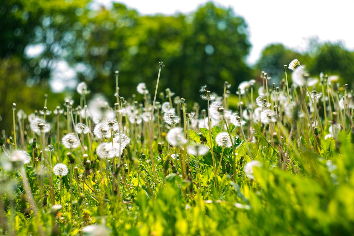 Champ de pissenlits - plantes sauvages