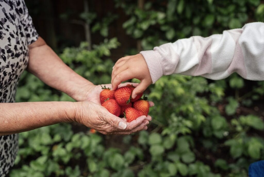 Mains d'enfant et de grand-mère partageant des fraises fraîches du jardin