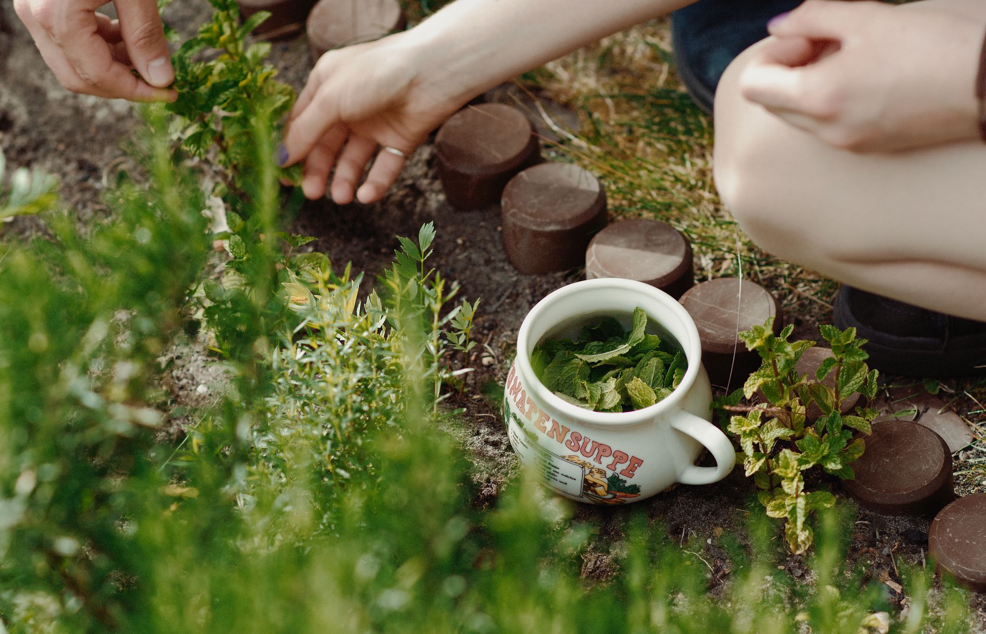 Cueillette de menthe fraîche au jardin pour une tisane, le jardin comme pharmacie naturelle
